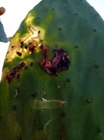 Larvae of the cactus moth feeding internally on a cactus pad